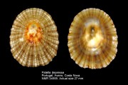 Patella depressa